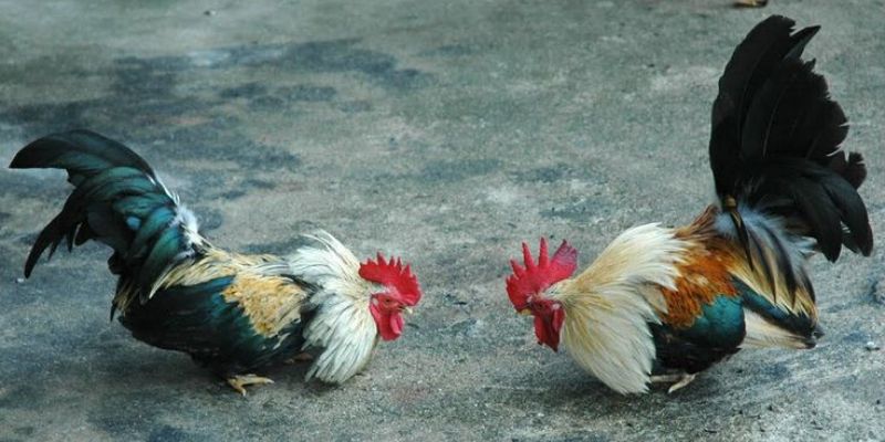 đá gà cựa sắt trực tiếp