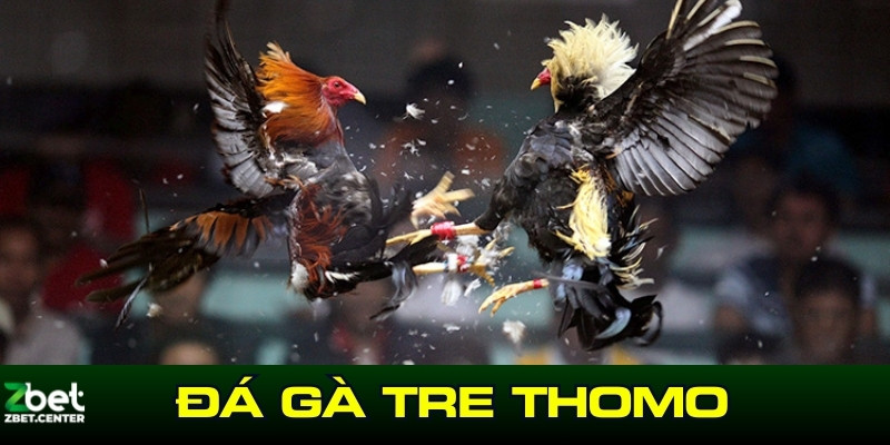 đá gà tre thomo