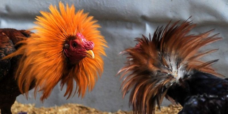 Kiểm tra thể lực để chọn ra chiến kê hùng mạnh
