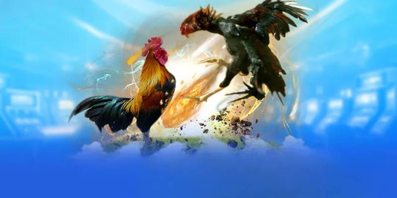 Đá Gà 33win - Sân Chơi Uy Tín Và Chất Lượng Nhất Châu Á 4 Mẹo chơi đá gà 33win thắng đậm cho tân thủ