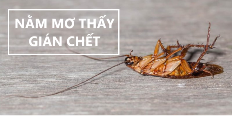 nằm mơ thấy gián chết