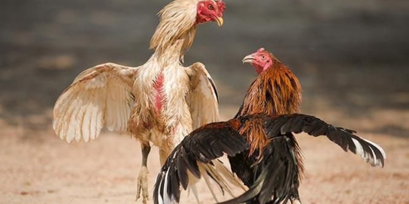 Tìm hiểu chung về đá gà cựa sắt trực tiếp